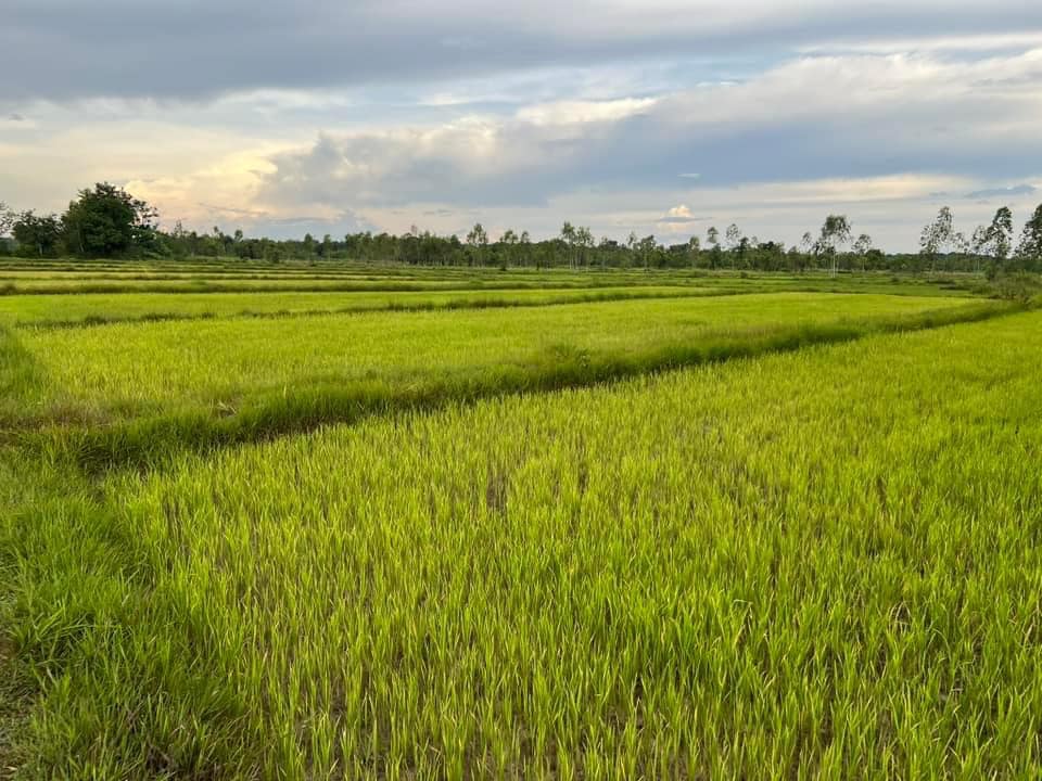 ขายที่ดินหนองคาย เมืองหนองคาย 10-2-52
