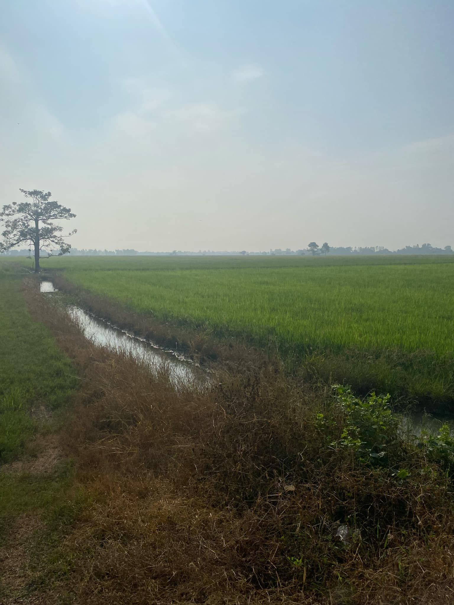 ขายที่ดินชัยนาท อำเภอเมือง ที่ดินเปล่า