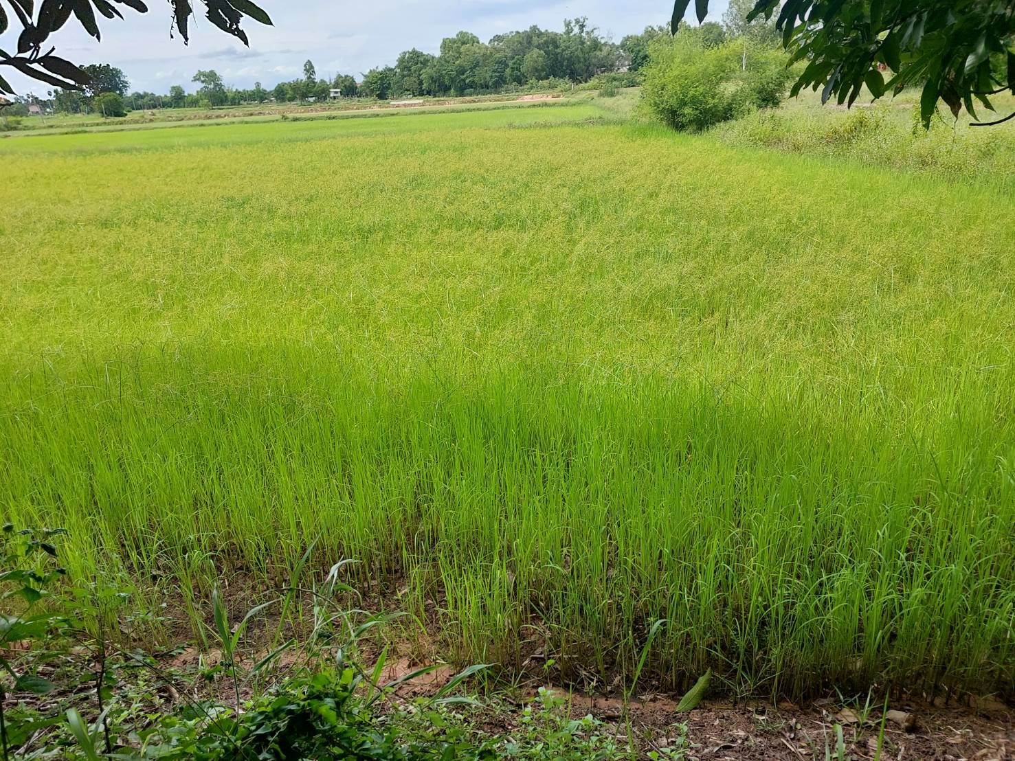 ที่ดินติดถนนร้อยเอ็ด-วาปีปทุม