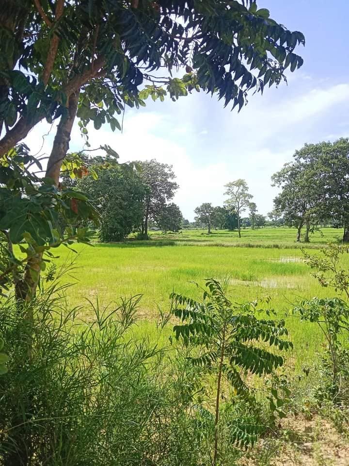ขายที่นา ราคาถูก บุรีรัมย์ 6-2-44