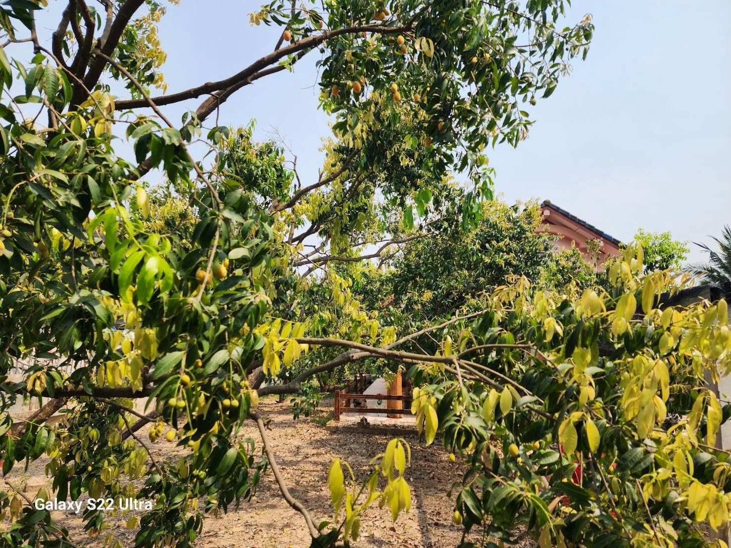 📢 ประกาศขายที่ดินพร้อมบ้านและสวนมะยงชิด ติดถนน.ศรีสัชนาลัย จ.สุโขทัย 