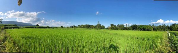 ที่นา มีบ่อบาดาลขุดไว้ 2บ่อ ชัยภูมิ 2-1-45.8