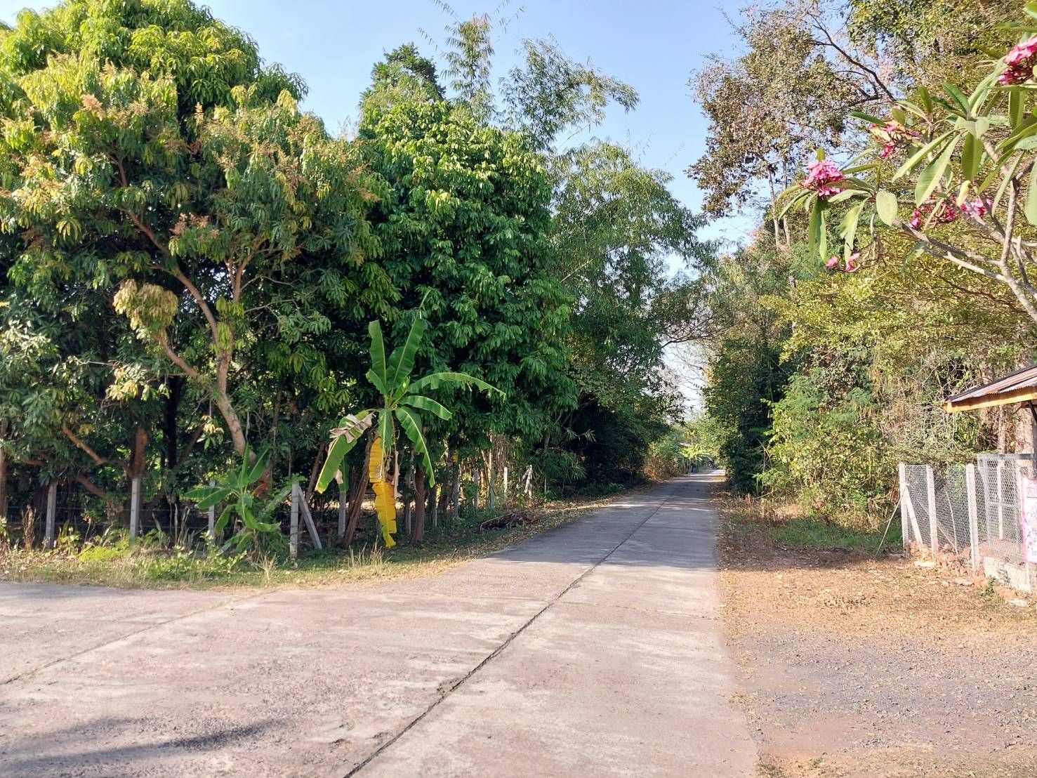 ขายที่ดินเลย ภูกระดึง ที่ดินเปล่า ทำเลทองหลังที่ว่าการอำเภอภูกระดึง 