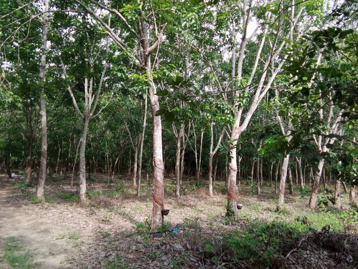 ขายที่สวนยาง 15 ปี สอยดาว จันทบุรี