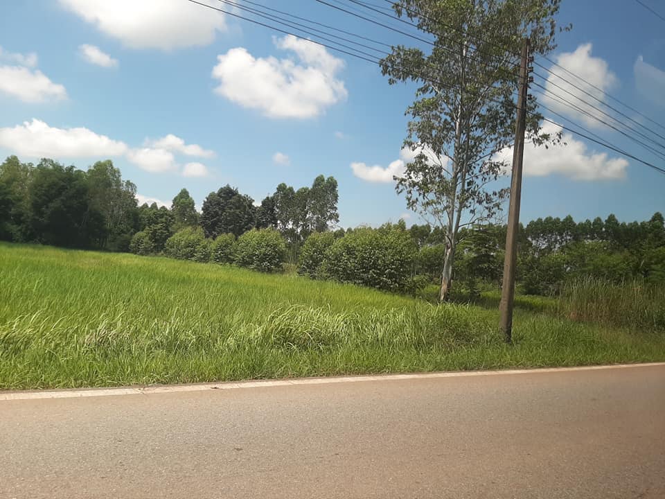 ที่ดิน บ.หนองจระเข้ ทะลุแมกไม้รีสอร์ท ปราจีนบุรี 3-2-6