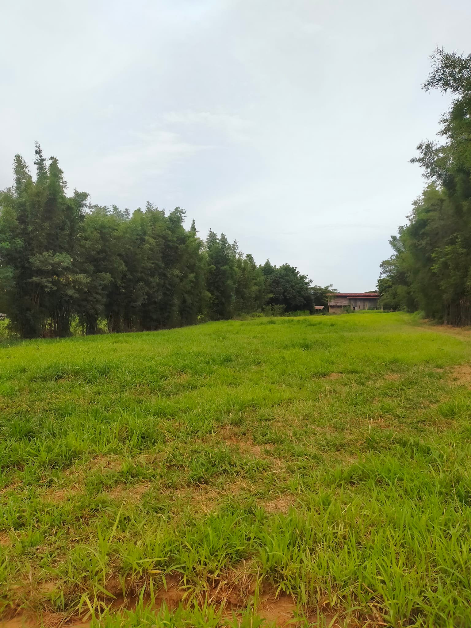 ที่ดินพร้อม อ.ปากช่อง จ.นครราชสีมา 3-1-66ไร่