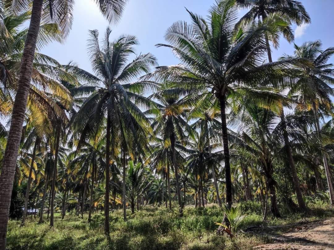 ที่ดินสวนมะพร้าว ทับสะแก จ.ประจวบคีรีขันธ์  9 ไร่