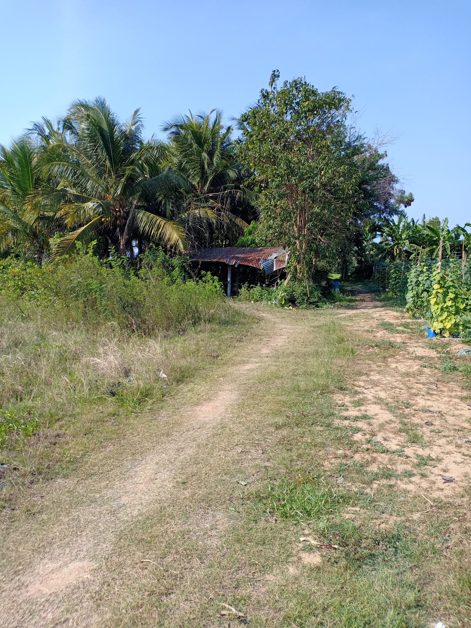 ที่ดินสวนมะพร้าว ท่ายาง เพชบุรี 4-1-29