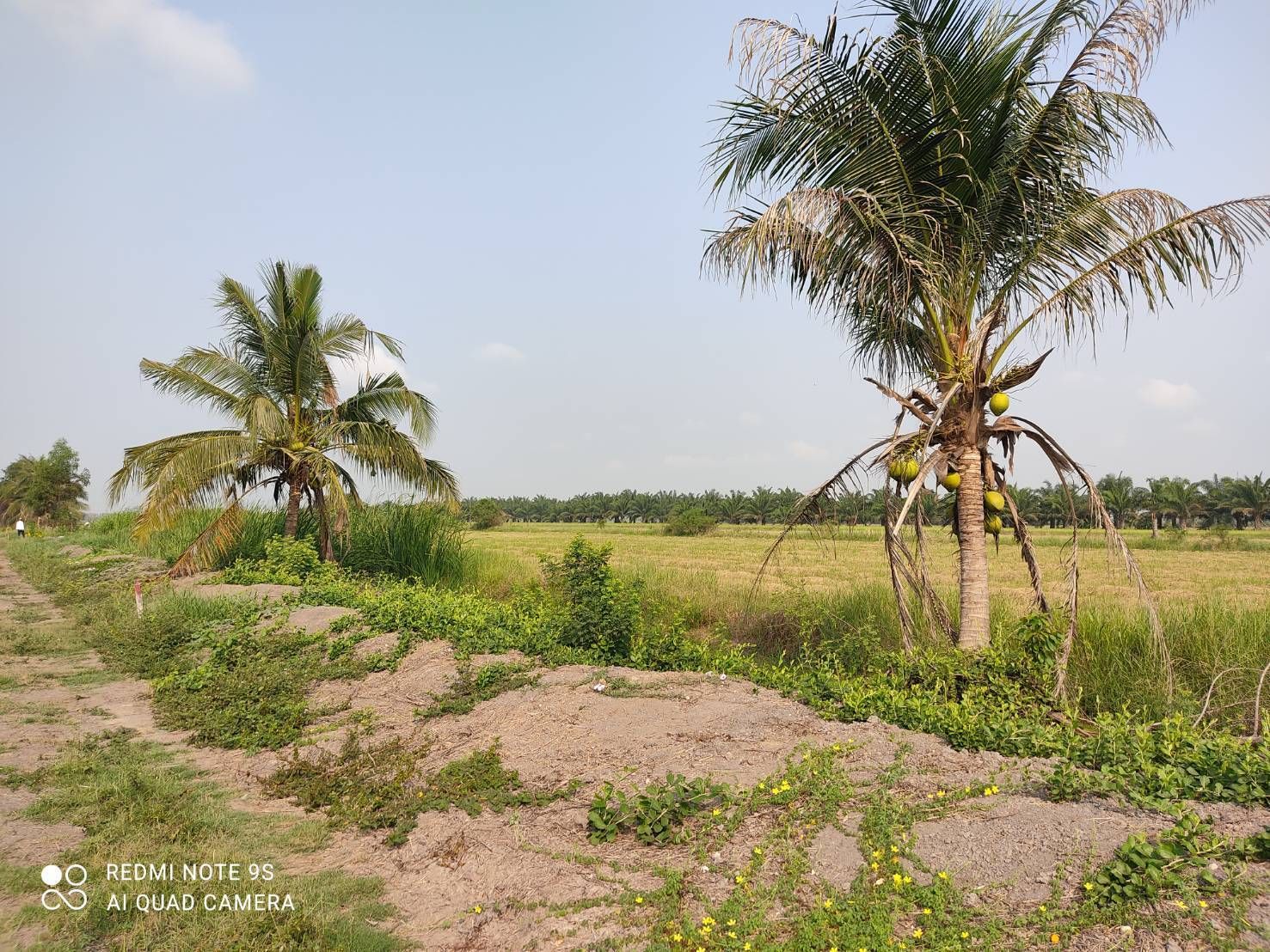ขายที่ดินกรุงเทพ เขตหนองจอก ที่ดินเปล่าแบ่งขาย แปลงสวย น่าลงทุน