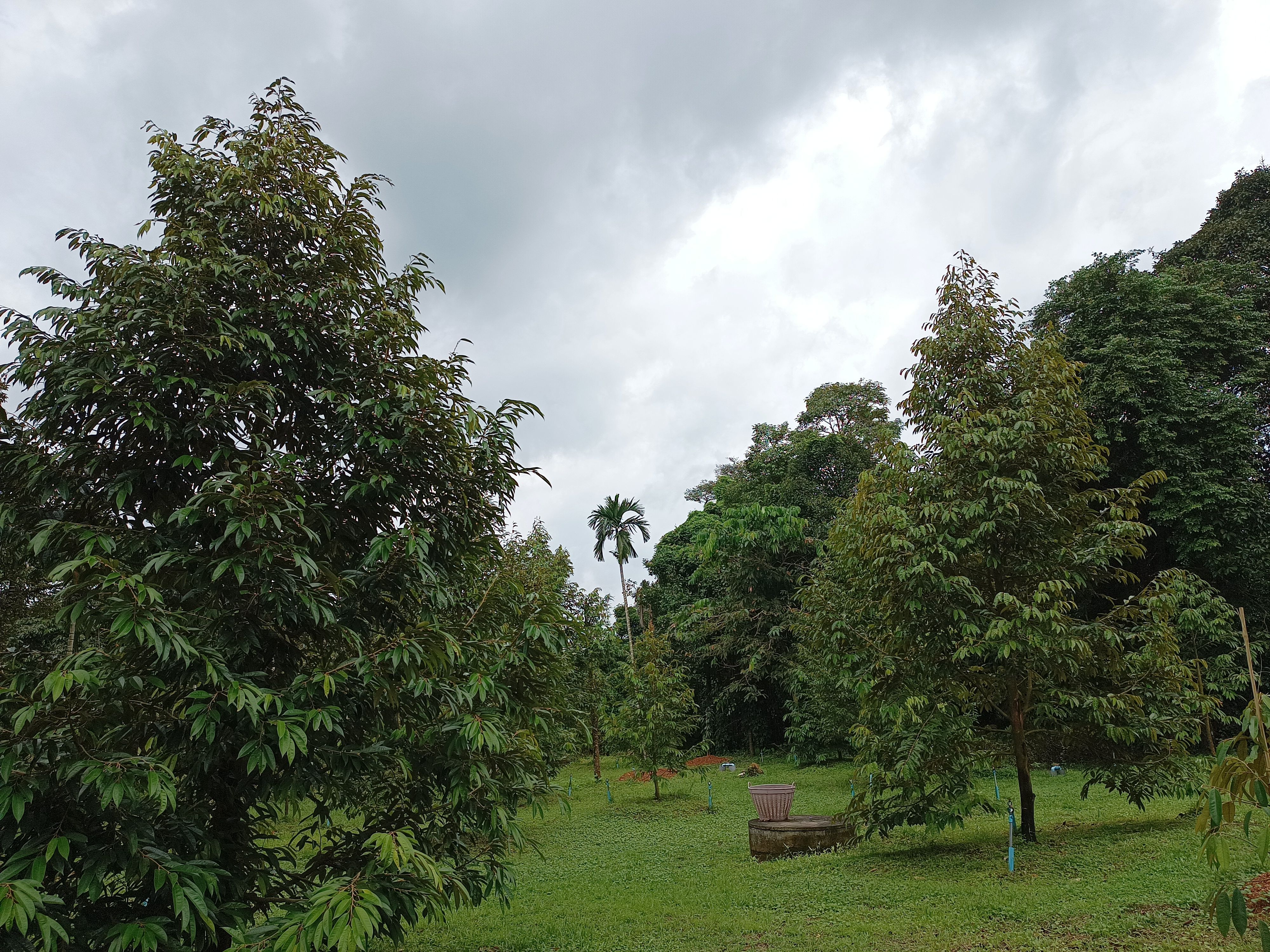 ขายที่ดินสวนทุเรียน ใกล้ตัวเมืองจันทบุรี