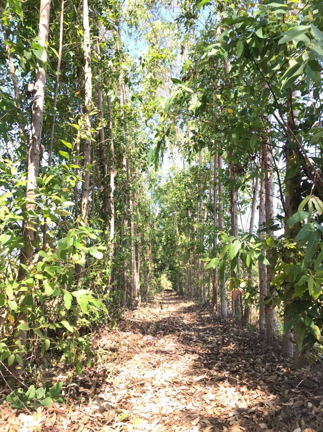 ขายที่ดินทำการเกษตร 24 ไร่