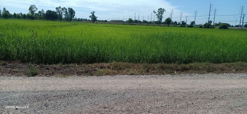 ขายที่นาพิษณุโลก เมืองพิษณุโลก 6ไร่