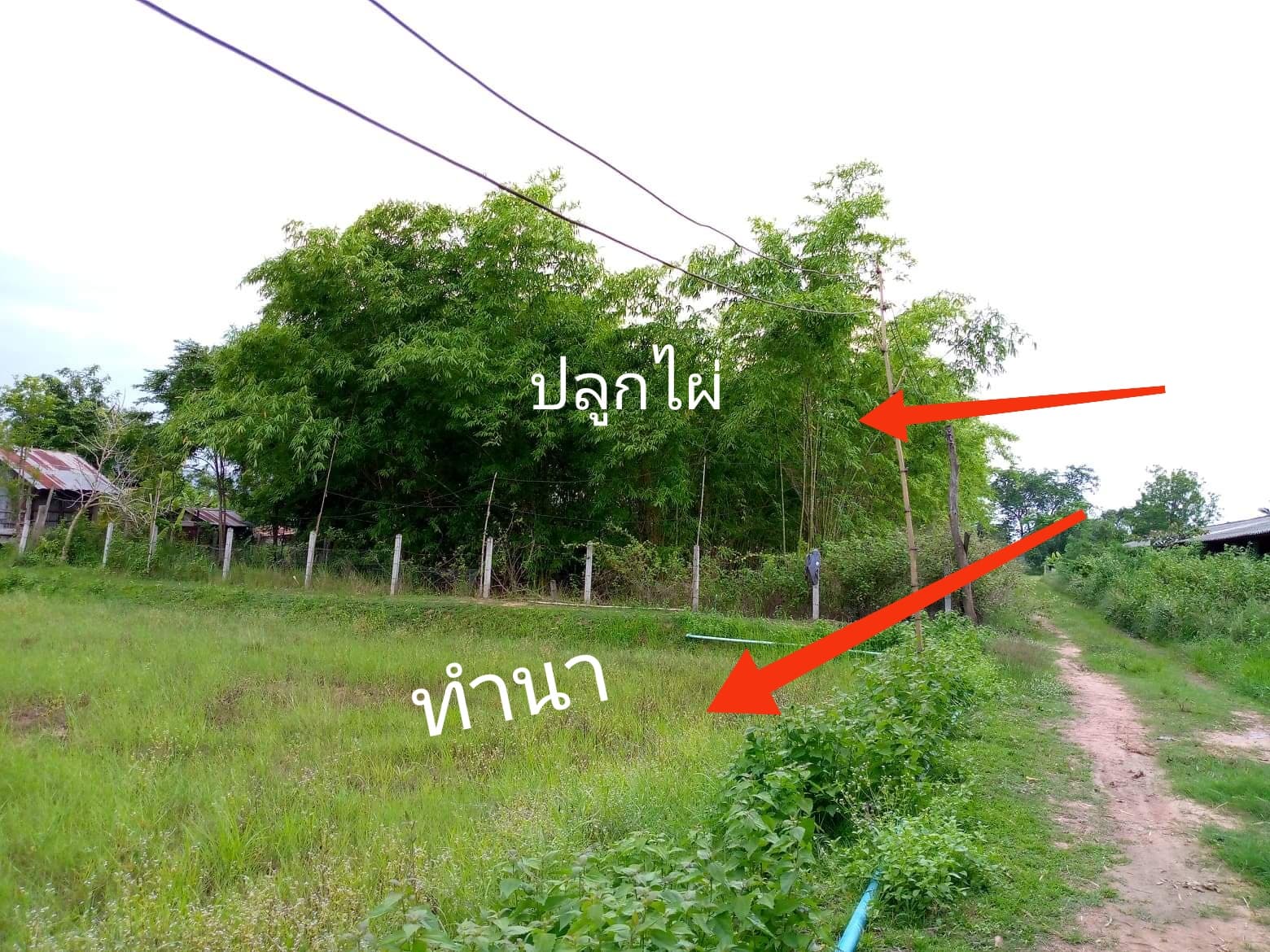 ที่ดินเปล่า อ.เมืองหนองบัวลำภู จ.หนองบัวลำภู 4-3-55