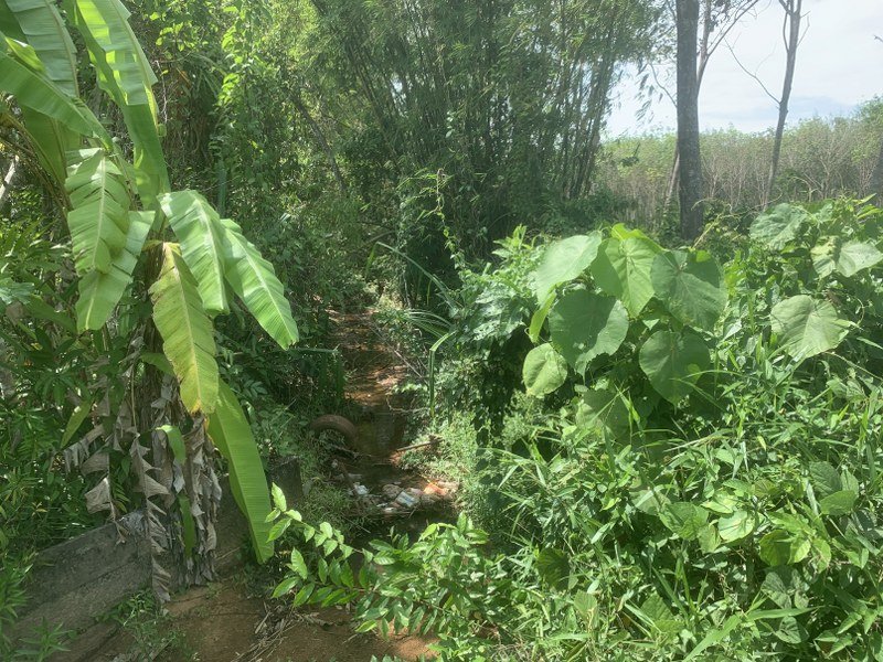 ที่ดินป่าคลอก ถลาง ภูเก็ต เนื้อที่ 1 ไร่ 