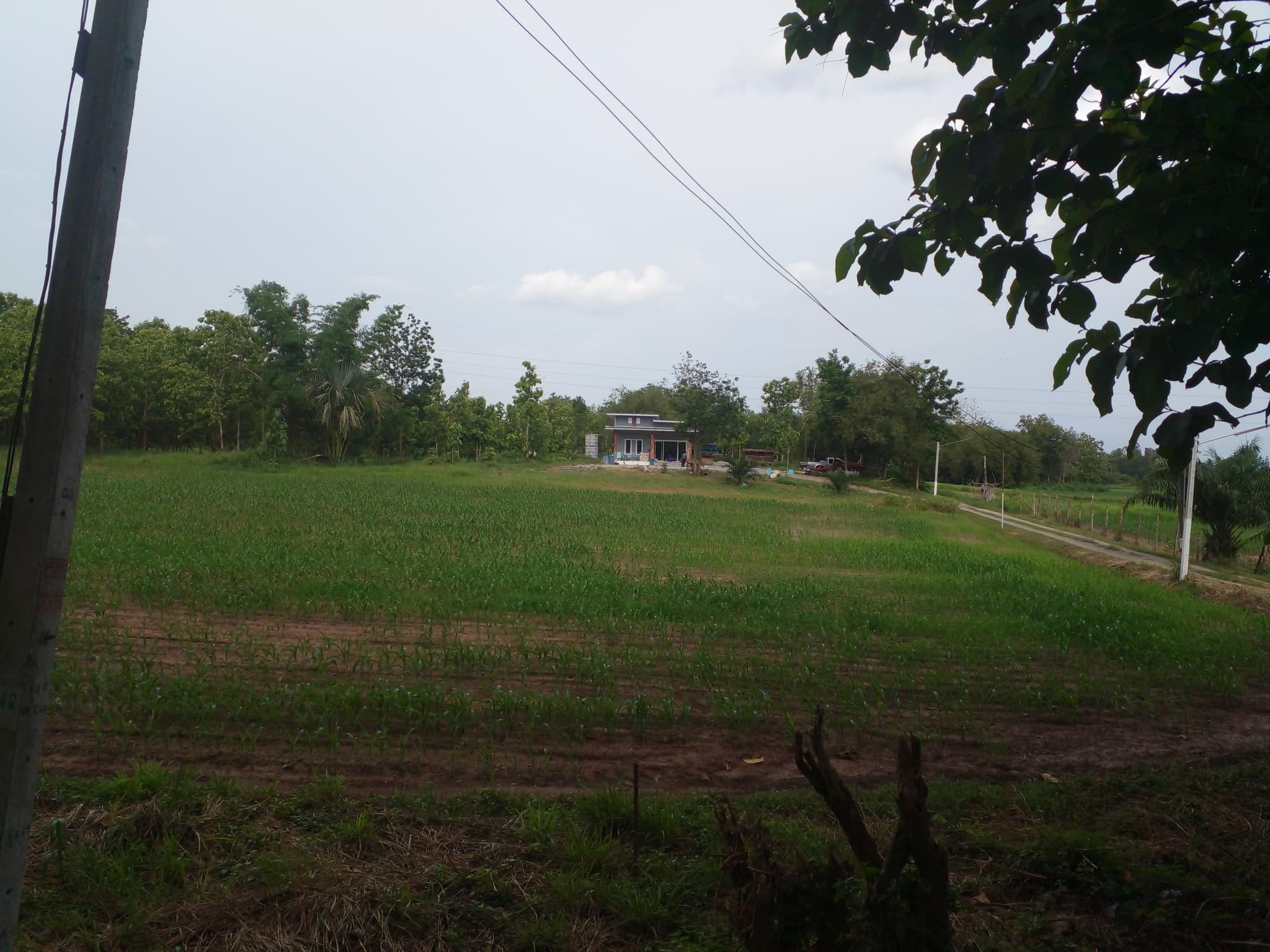 ขายที่ดินเปล่าแปลงใหญ่ เมืองเพชรบูรณ์ 96-1-31