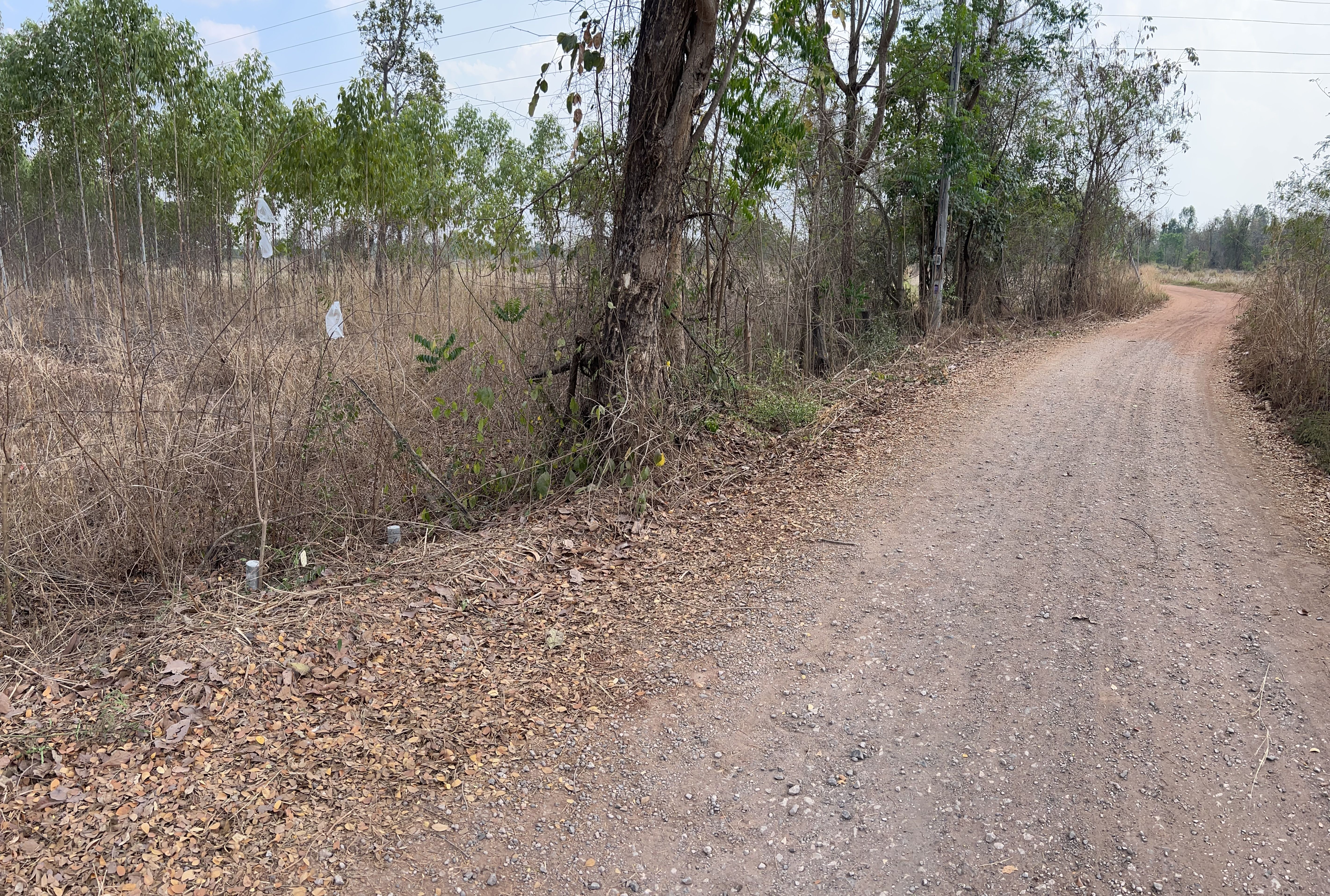 ขายที่ดินหนองบัวลำภู อำเภอนากลาง ที่นา แปลงยาวลึก ติดถนนสาธารณะ