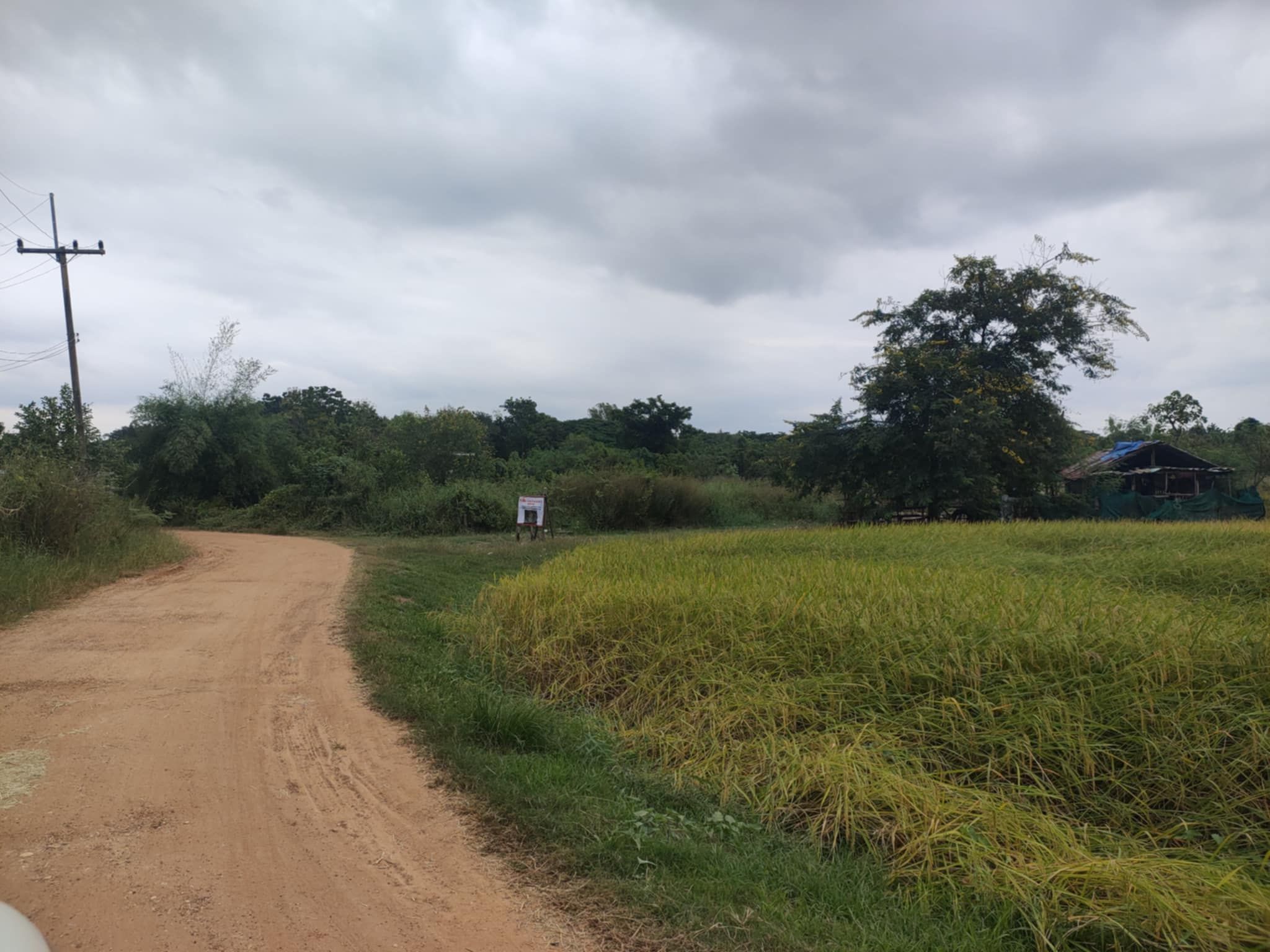 ขายที่ดิน 2 แปลง บ้านโนนตุ่น ที่ดิน 3-0 40.0 ไร่ กับ 6~2~99.0 ไร่ ที่ดินตั้งอยู่บ้านโนนตุ่นตรงข้ามกับหนองขุ่น