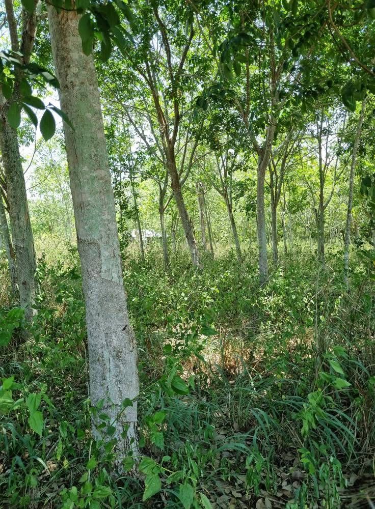 ขายที่ดินประจวบฯ ที่ดินแปลงใหญ่ ใกล้เมืองหัวหิน ที่ดิน น.ส.3ก