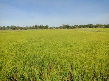 ที่ดินเปล่า ราคาถูก 71 ไร่ ลาดยาว นครสวรรค์ 