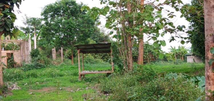 ที่สวน 11 ไร่กว่า ติดลำเหมือง มีสระ 1 บ่อ  ลำปาง