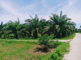 ที่ดิน สวนปาล์ม นครศรีธรรมราช 0-3-96
