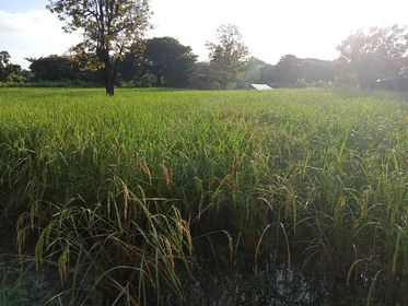 ที่ดินสวยพร้อมบ้าน ในเมืองขอนแก่น 7-2-98 