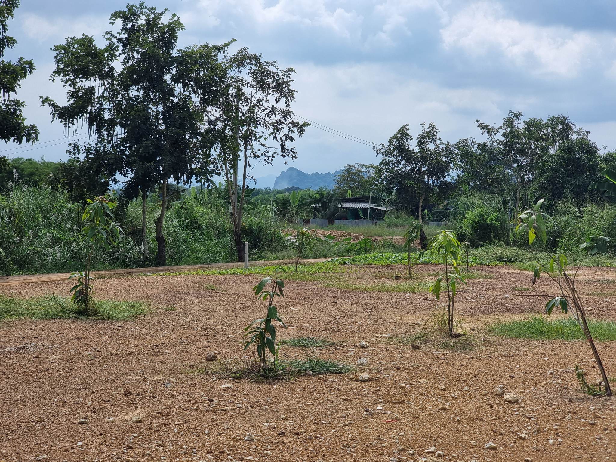 ที่ดินเปล่าแบ่งขายราชบุรี จ.ราชบุรี อ.เมืองราชบุรี