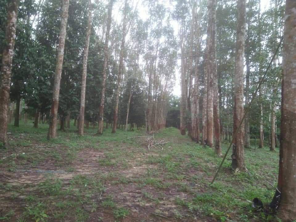 ที่ดินพร้อมสวนมีบ้านพัก กระบี่ 5-1-39.4