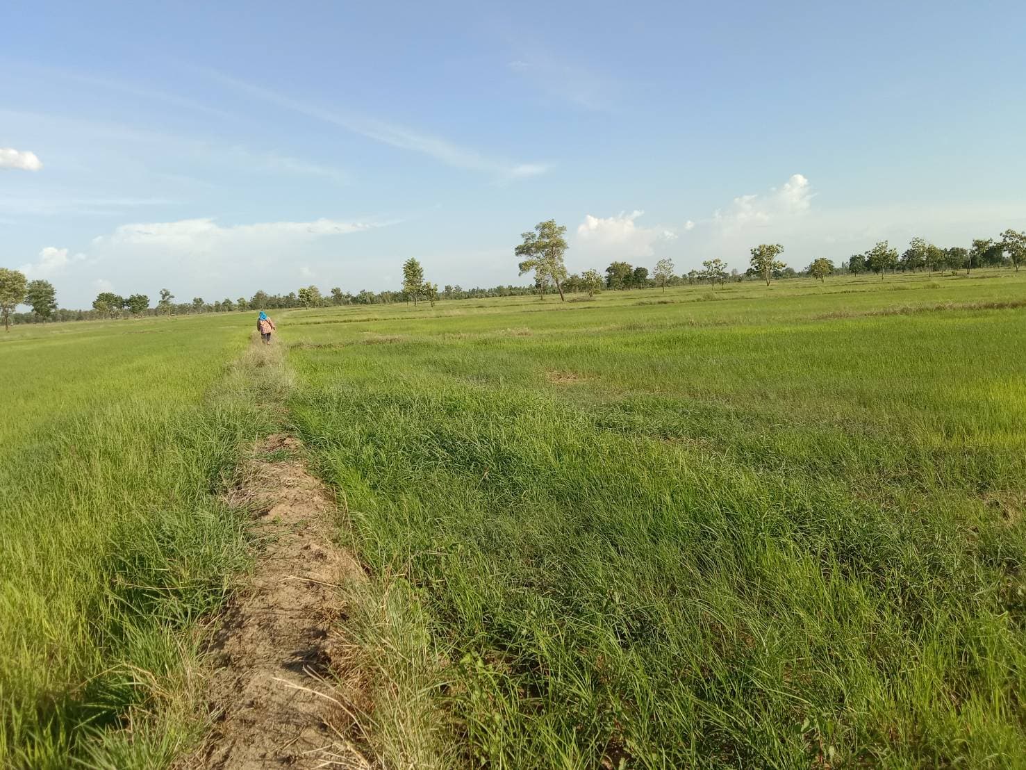 ขายที่ดินที่นาพิจิตร อ. ตะพานหิน 37-0-81