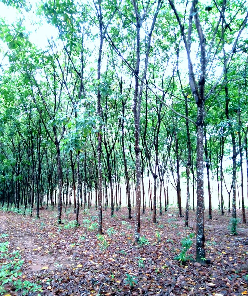 ที่ดินพร้อมสวนยางพารา​ น่าน 10-1-66.4