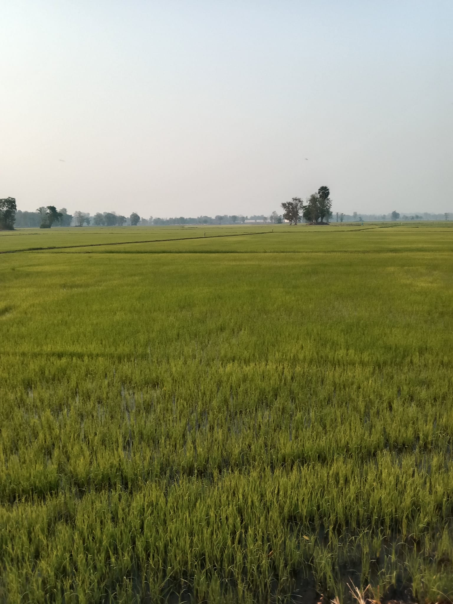 ขายที่นา น้ำดี วิวสวย อุตรดิตถ์ 4-2-54