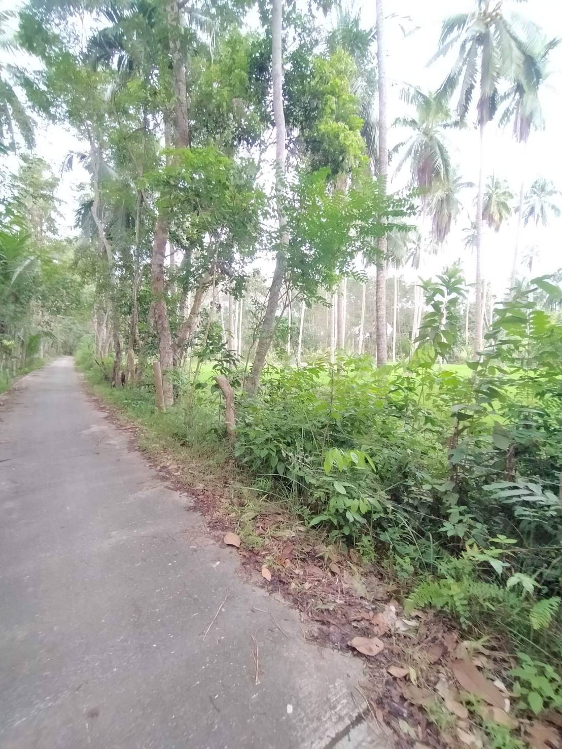 ที่ดินการเกษตรนราธิวาส จ.นราธิวาส อ.บาเจาะ 7-1-91 ไร่