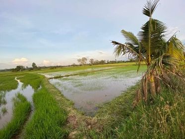 ที่ดินที่นาพนัสนิคม ชลบุรี 3-2-11.5