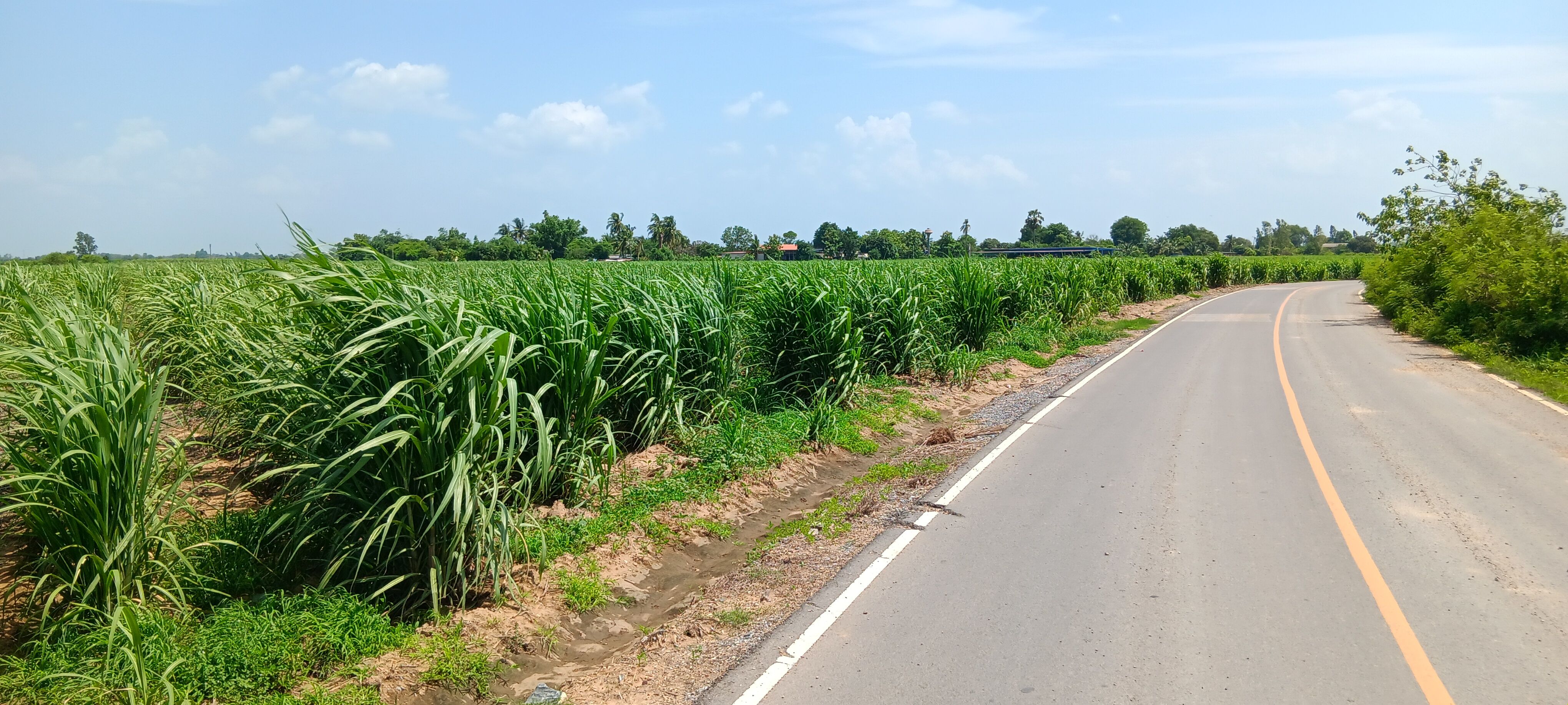 ขายที่ดิน แปลงสวย 39 ไร่ 84 ตร.วา ติดถนนลาดยาง คลองชลประทาน หนองกระทุ่ม กำแพงแสน