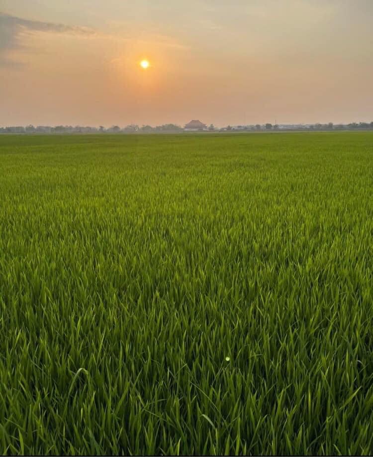 ที่นา ตำบลพิกุล อำเภอชุมแสง นครสวรรค์ 42-3-89 ไร่