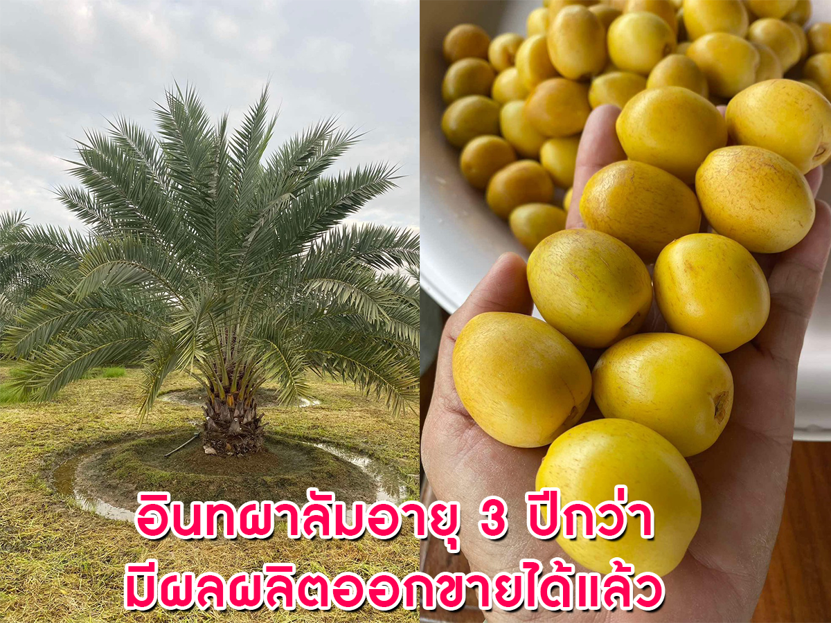 ขายด่วน บ้านสวยที่ดินทำเลดีติดถนน น้ำไม่ท่วม เนื้อที่ 4 ไร่ 41.5 ตารางวา จ.สุโขทัย