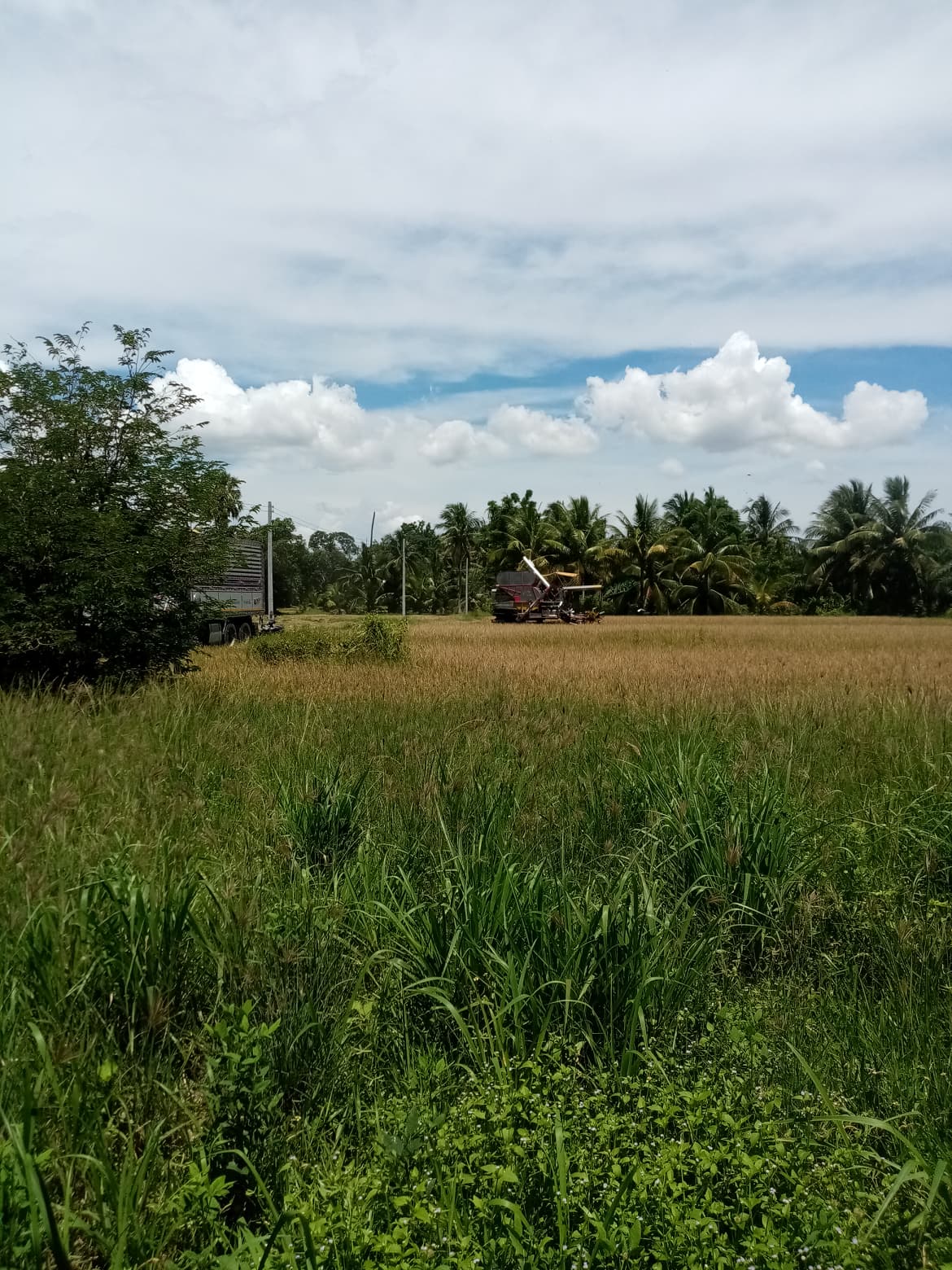 ขายที่ดินเปล่า อ.พนัสนิคม จ.ชลบุรี 4 ไร่