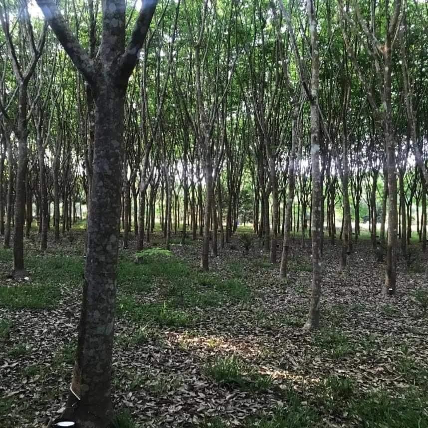 ที่ดินสวนยางพารา🌳 เป็นที่ราบ สวนอยู่ติดถนน 2 ด้าน อายุยางประมาณ 10 ปี ยางประมาณ 400 ต้น ยางตัดรอบละ 300 โล 