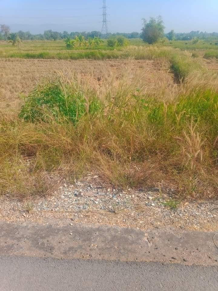 ขายที่ดิน 3-0-18 บ้านโพธิ์
