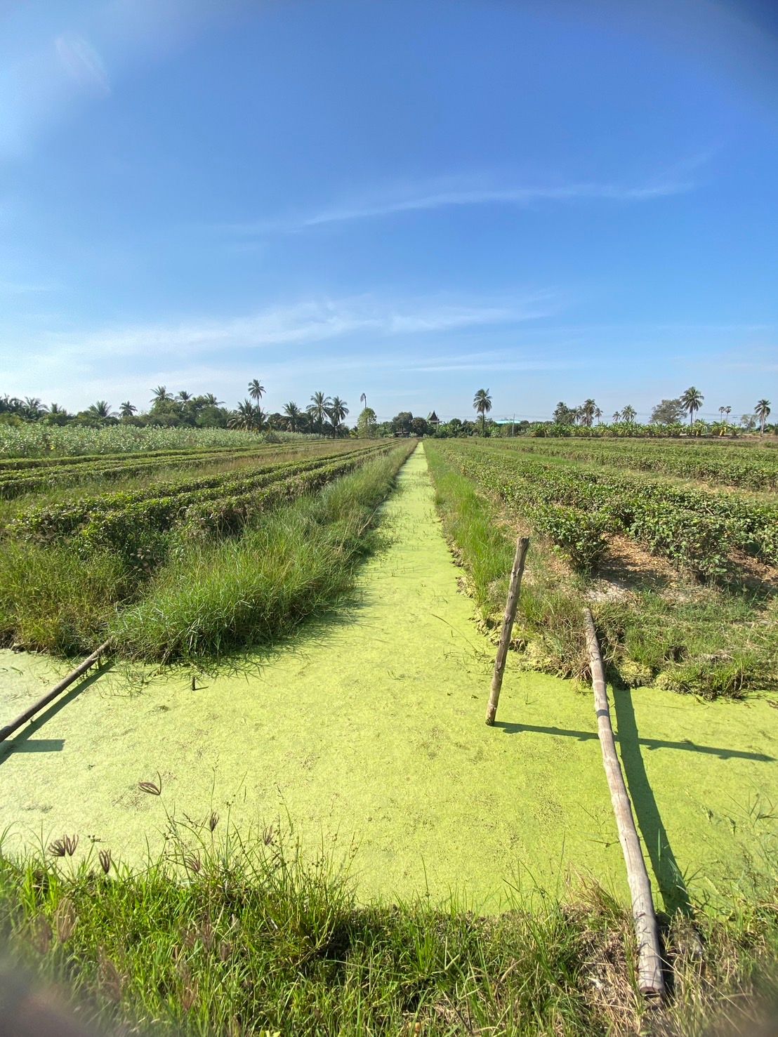 ขายที่ดินนครชัยศรี ราคาคุ้มที่สุดในย่านนี้ รีบขาย ไม่แพง