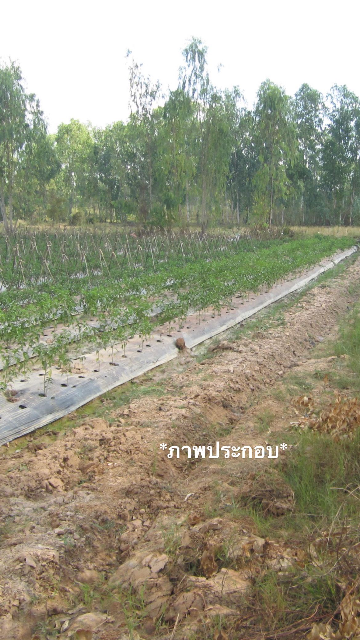 ขายที่ดินสกลนคร พรรณานิคม ติดถนน จำนวน 15 ไร่.