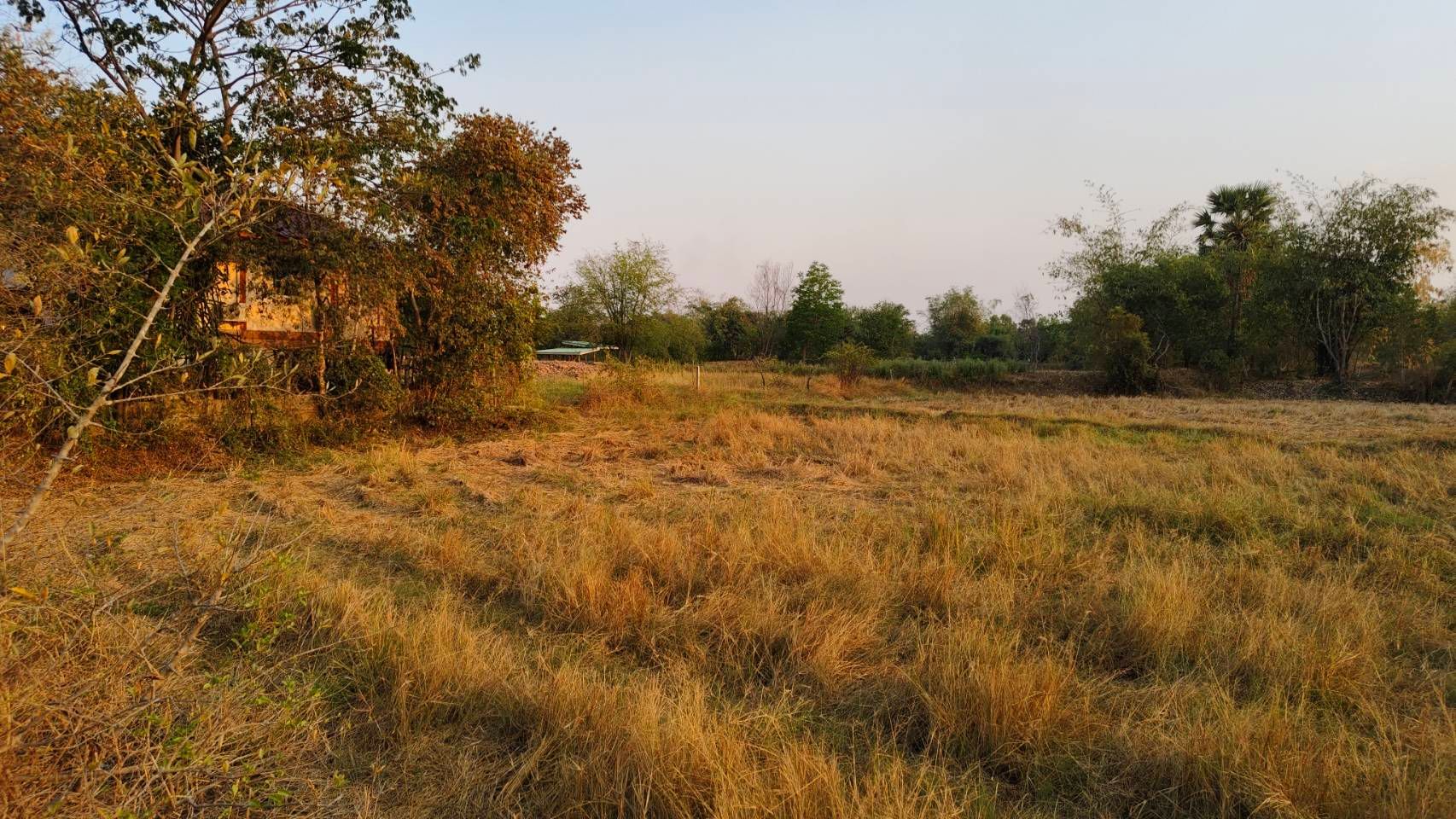 ขายที่ดินถูก อยู่ในชุมชนบ้านอ้อหมู่ที่14 ต.กำปัง อ.โนนไทย จ.นครราชสีมา หน้ากว้างติดถนนสาธารณประโยชน์ 7 เสาไฟฟ้า