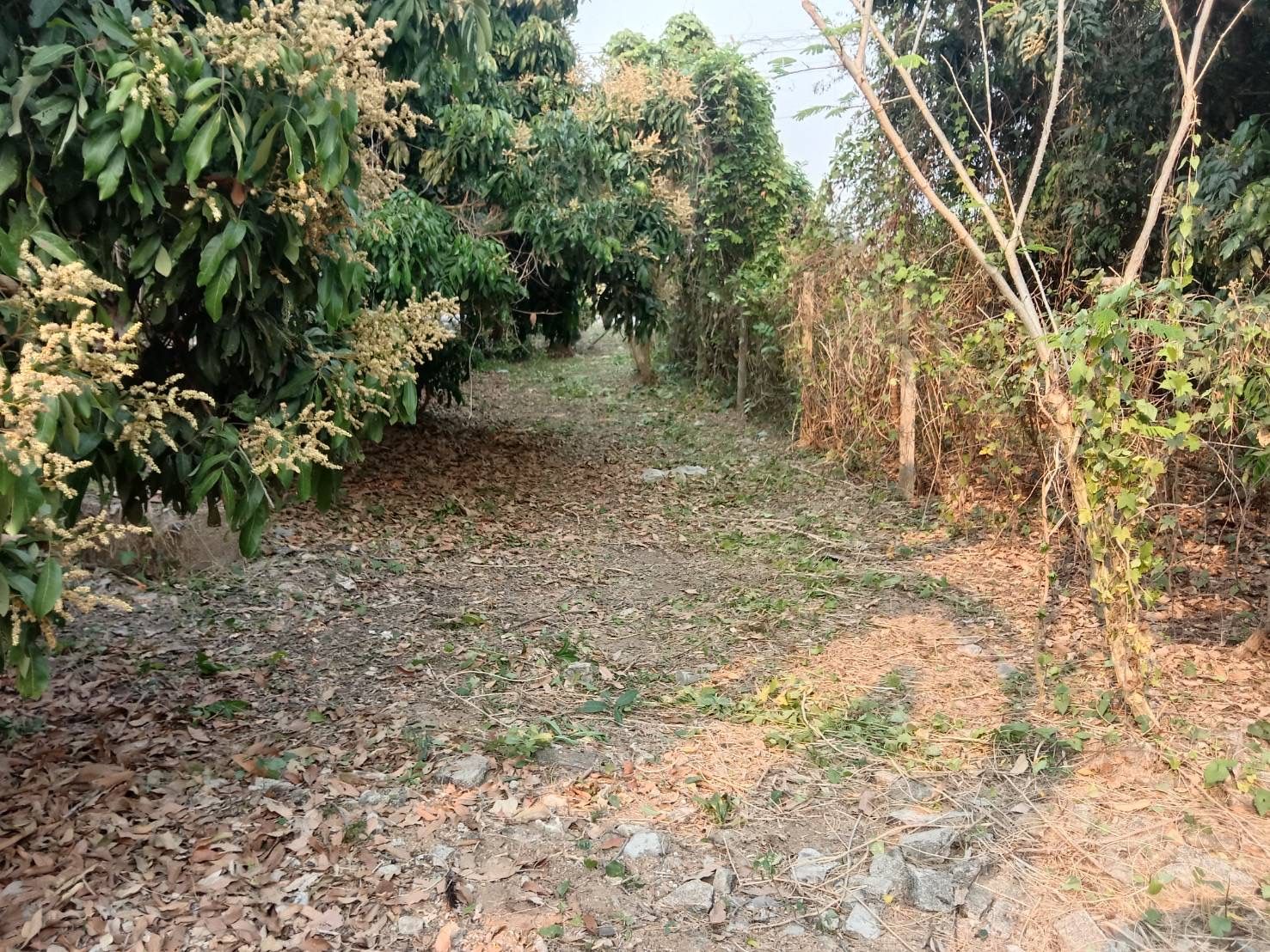 ที่ดินเปล่า อ.เมือง ลำพูน 161 ตร.ว.