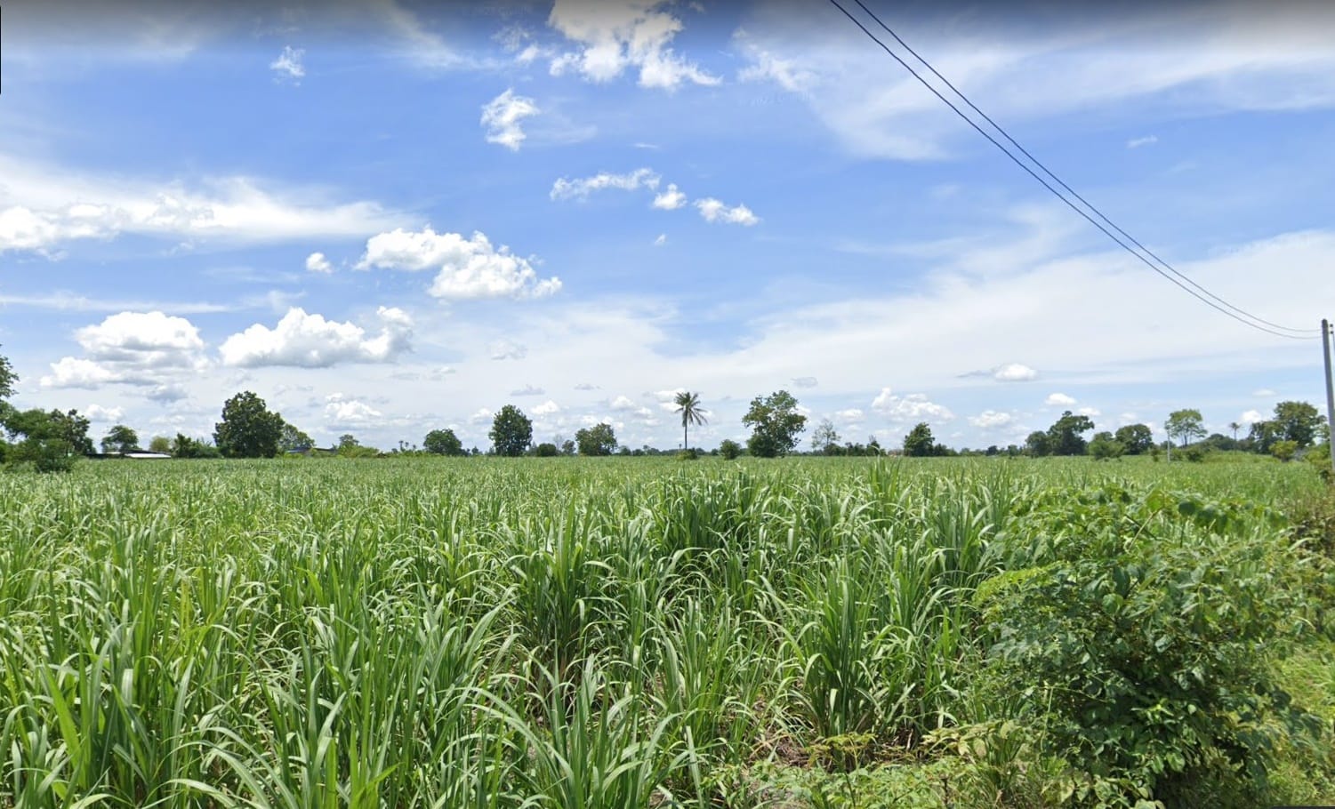 ขายที่ดิน ไร่อ้อย บางระกำ(น้ำไม่ท่วม)