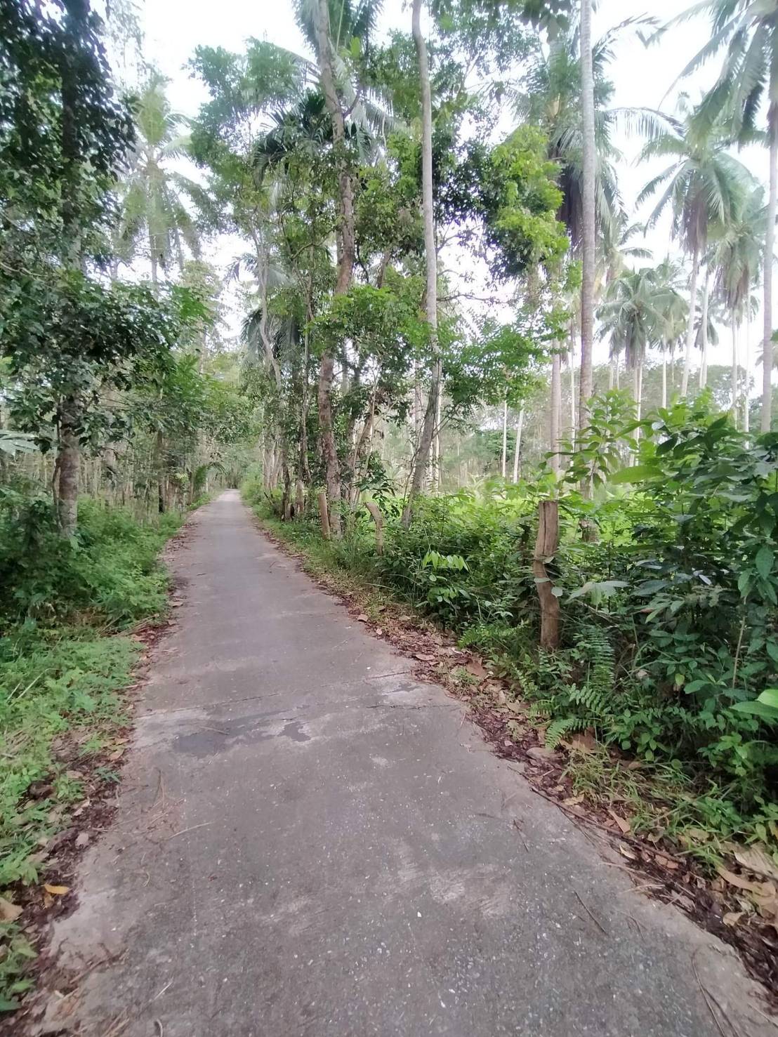 ที่ดินการเกษตรนราธิวาส จ.นราธิวาส อ.บาเจาะ 7-1-91 ไร่