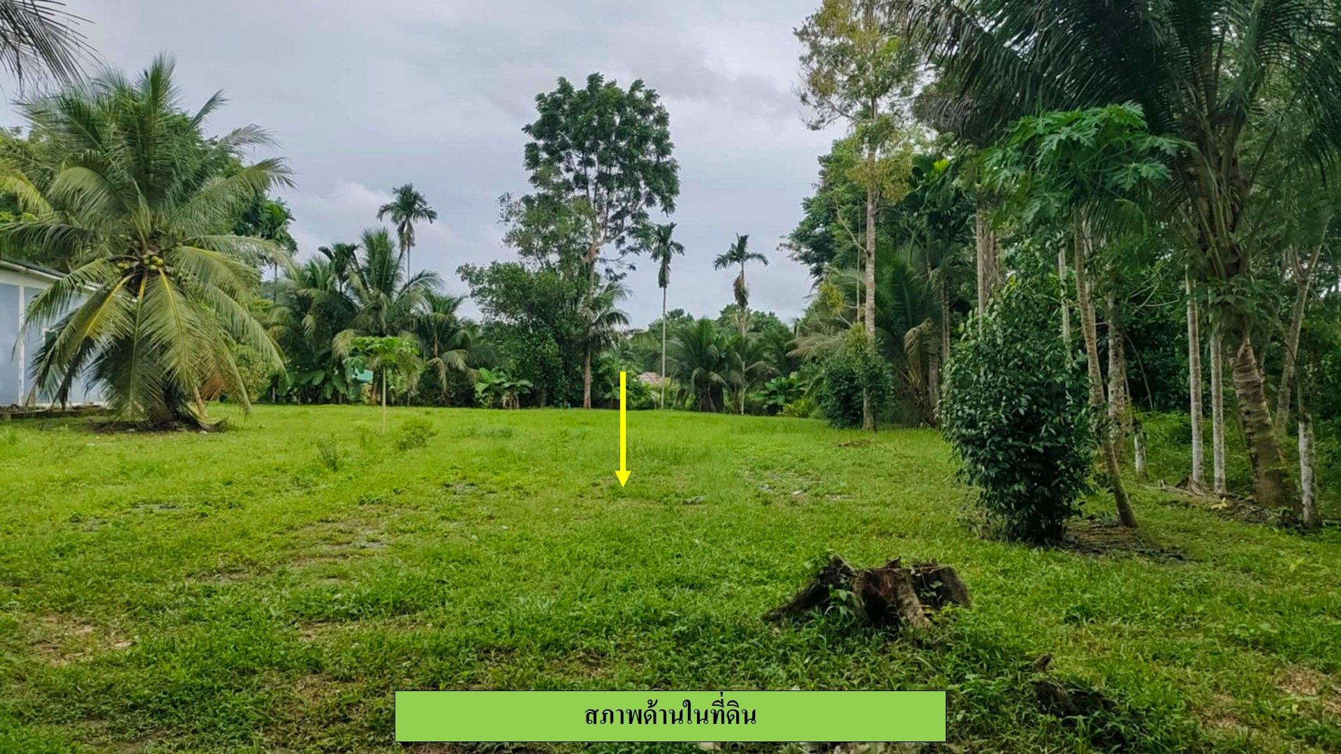 ขายที่ดิน บ้านควน เนื้อที่รวม 1-1-55.5 ไร่ ติดถนนลาดยาง อยู่ในชุมชน ใกล้ รร.นานาชาติ UWC