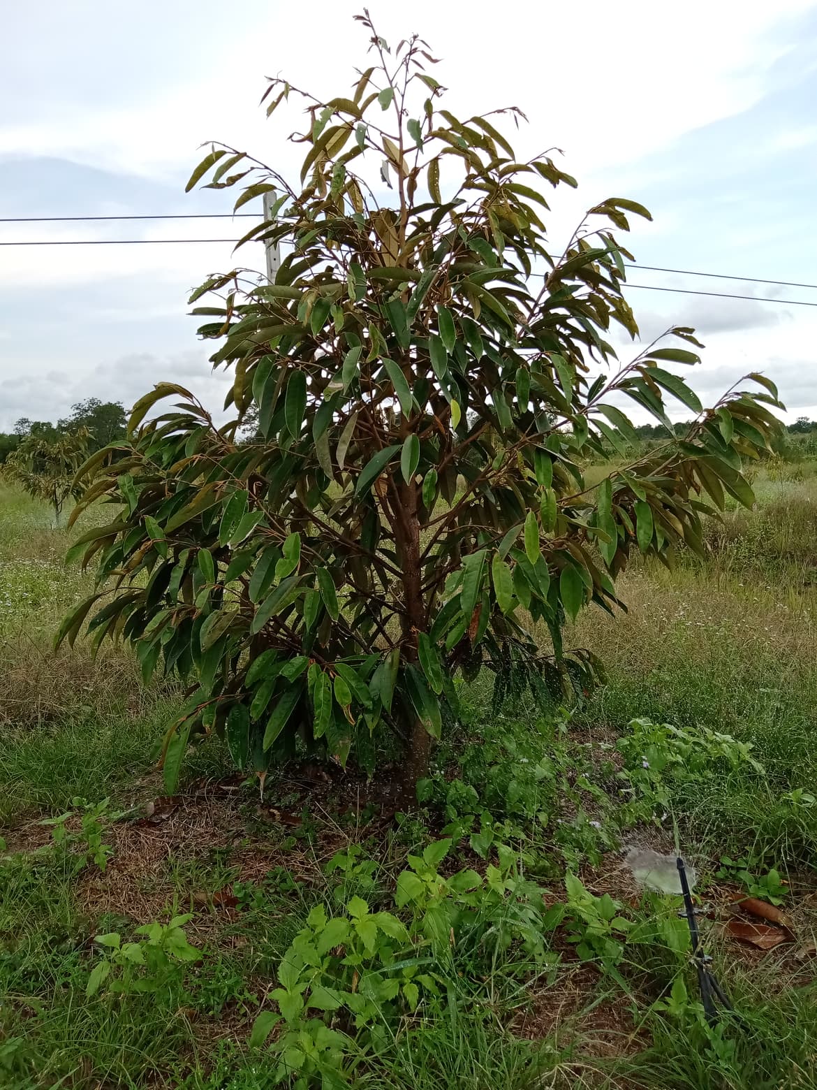 ที่ดินสวนทุเรียนหมอนทอง อ.มะขาม จ.จันทบุรี 36-0-1 ไร่