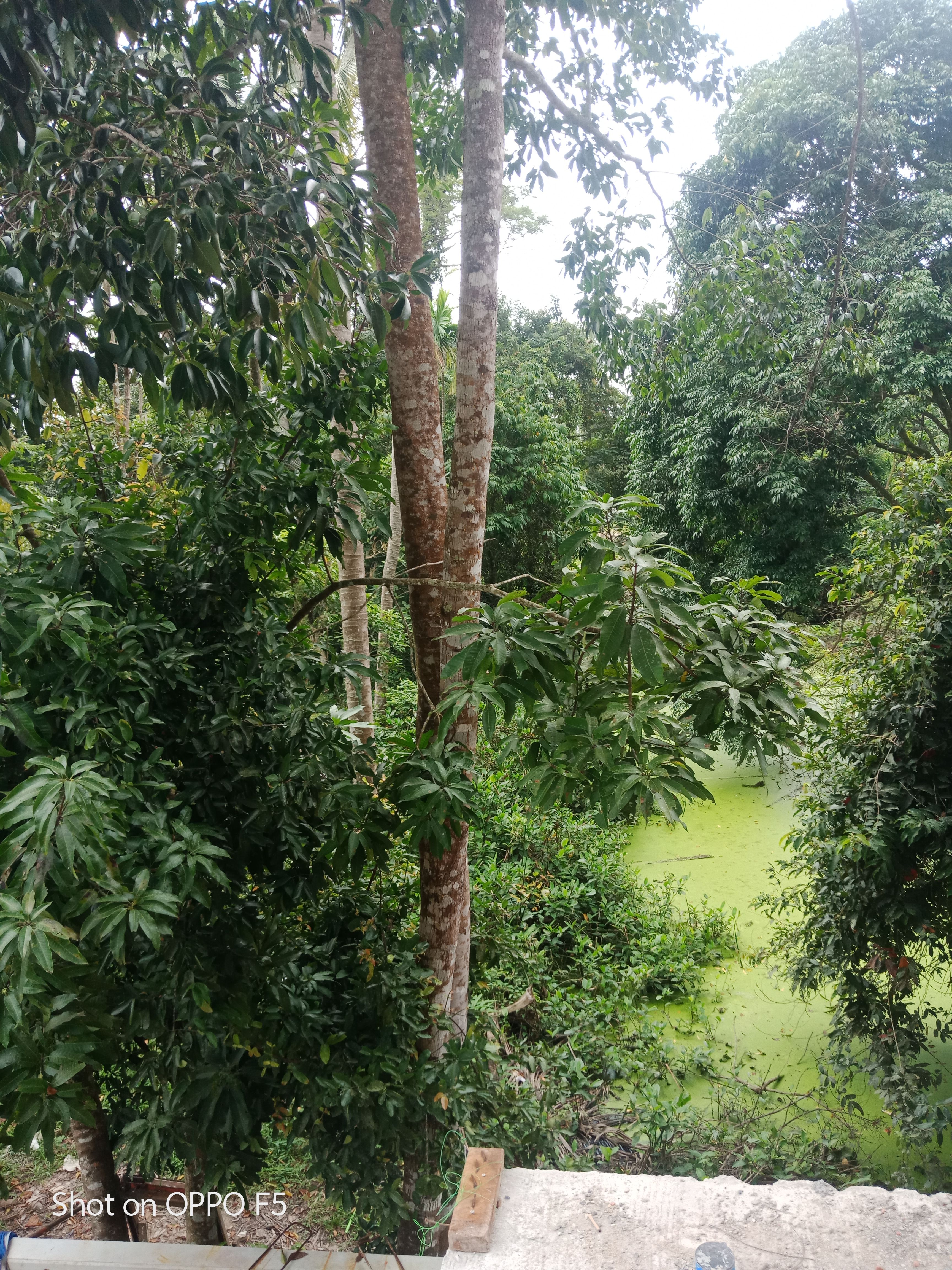 ขายที่ดินทำเลGreen Gardentไร้มลพิษเพื่อสุขภาพที่ดีสดชื่นในทุกวันใกล้เซ็ลทรัลนครเพียง2.5กิโลเมตรพร้อมรับสร้างบ้านตามแบบ