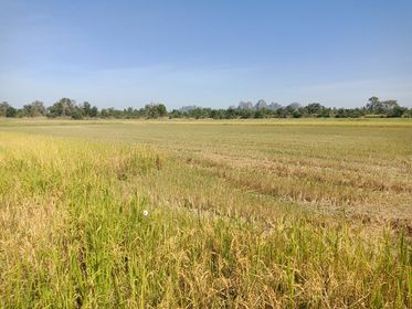 ที่ดินเปล่า ราคาถูก 71 ไร่ ลาดยาว นครสวรรค์ 