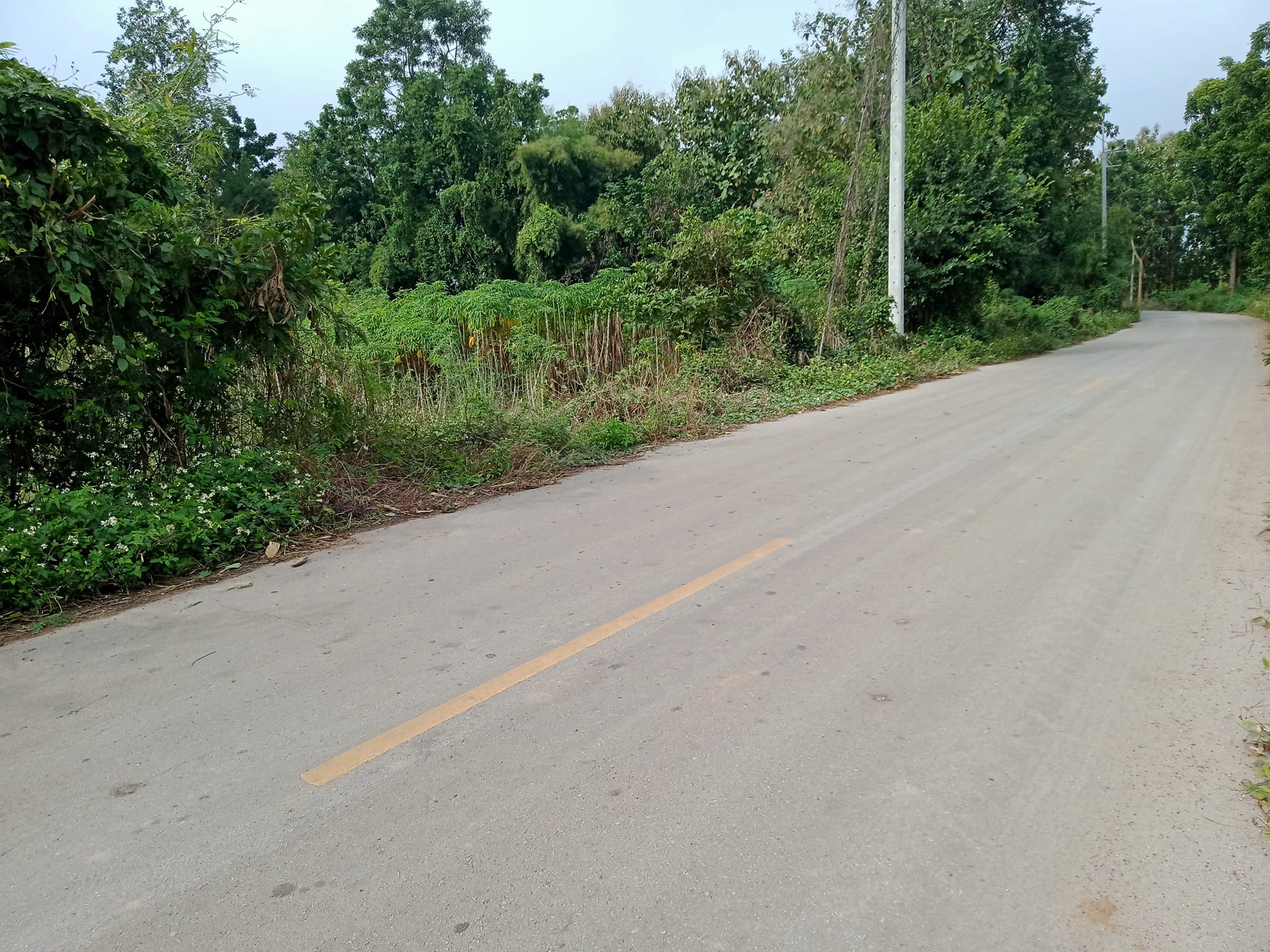 ขายที่ดินลำปาง แม่ทะ 3-3-58